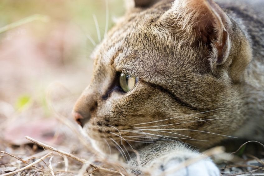 Głowa kota amerykańskiego krótkowłosego z profilu