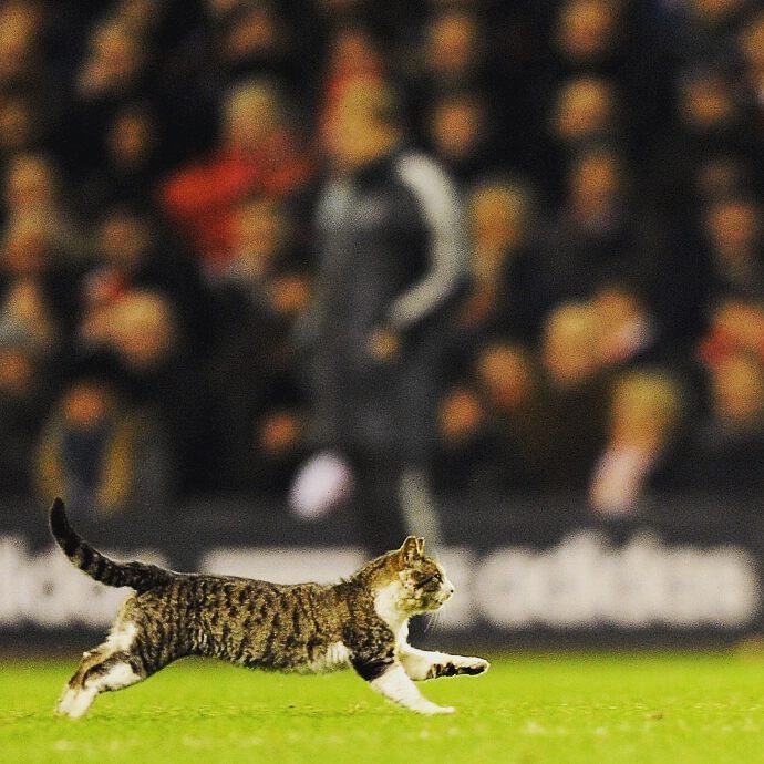 anfield cat