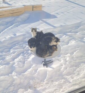 antena starlink i koty