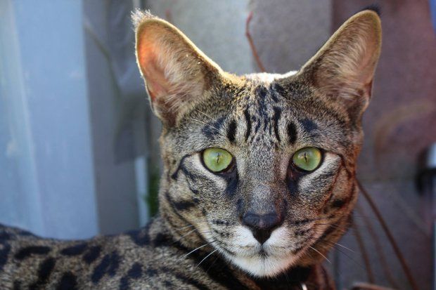 koci rekordziści Arcturus kot savannah