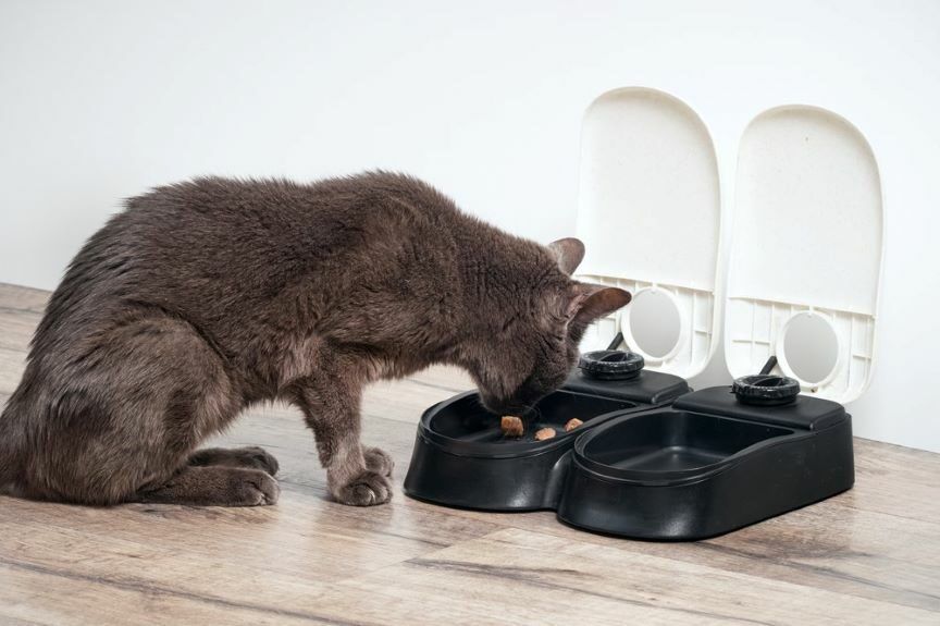 automatyczne-miski-864x575.jpg