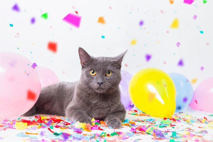 baby shower dla kota