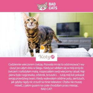 bad cat, przeciwnik fitnessu