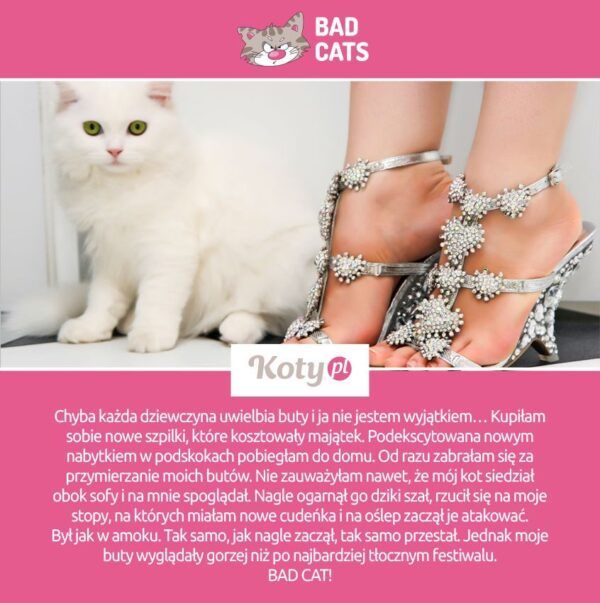 Znawca mody, bad cat