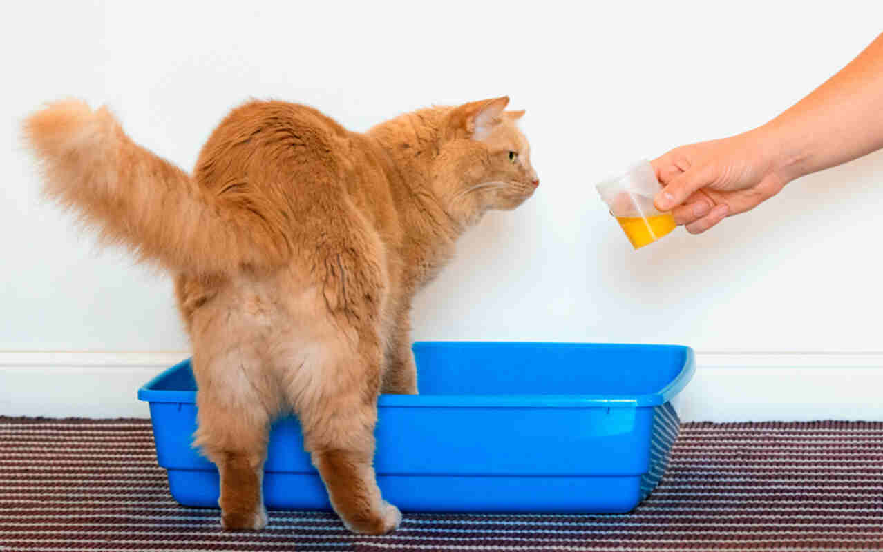 badanie moczu u kota