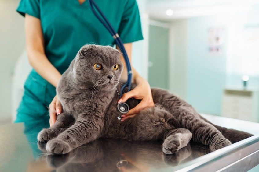 badanie serca u kota