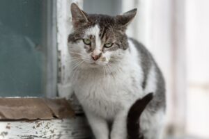 badanie: ulica czy schronisko - co bardziej stresuje koty