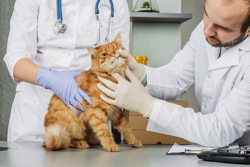 badanie zębów u kota-min.jpg