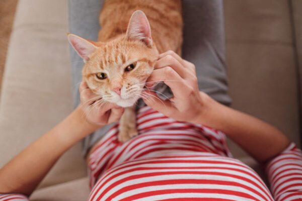 bakterie przenoszone przez koty