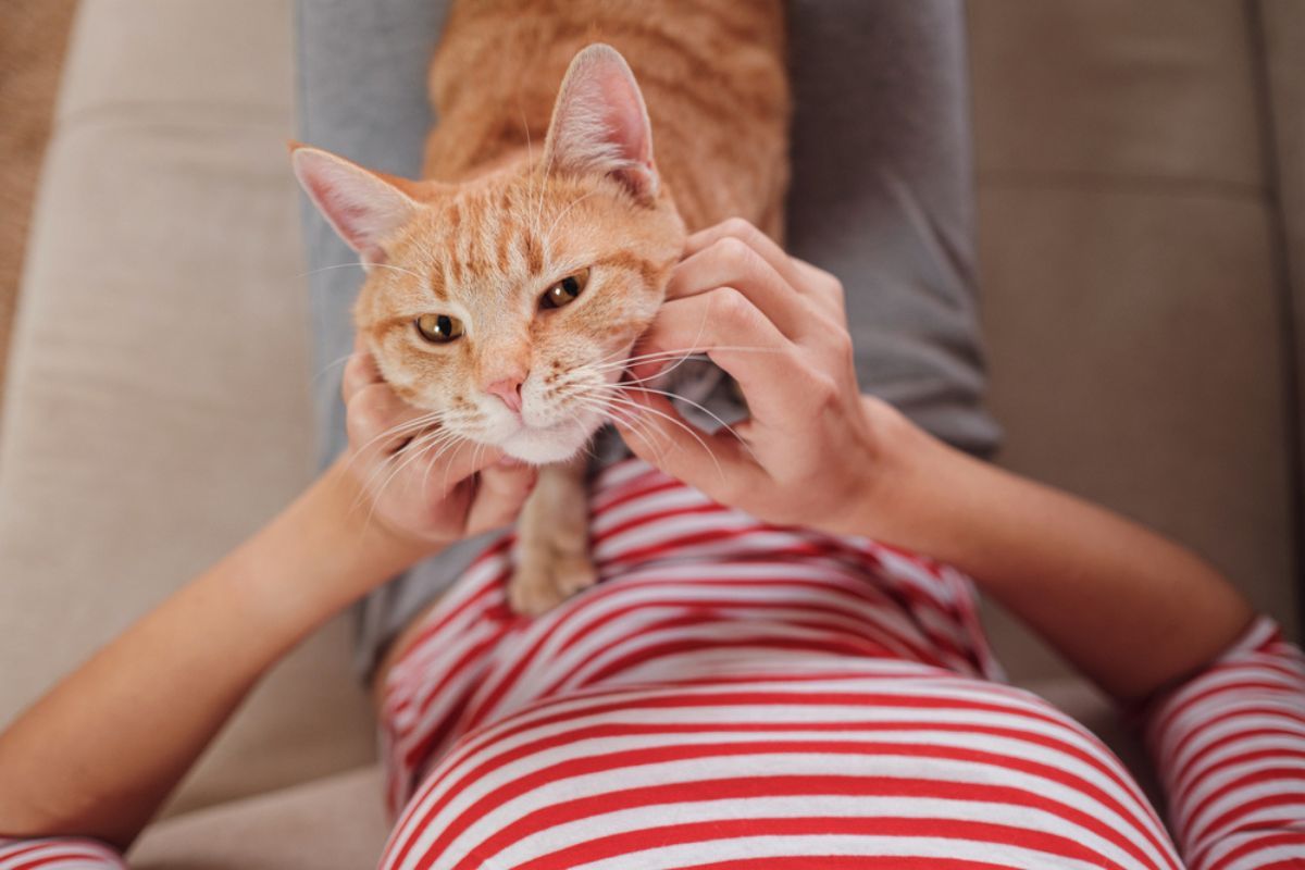 bakterie przenoszone przez koty