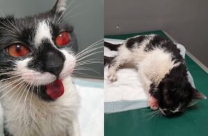 bestialsko maltretował kotkę