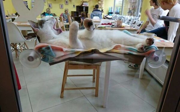 kot w oknie kociej kawiarni Biały Kot