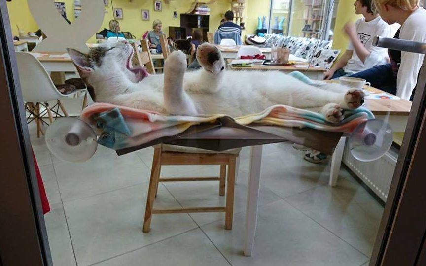 kot w oknie kociej kawiarni Biały Kot