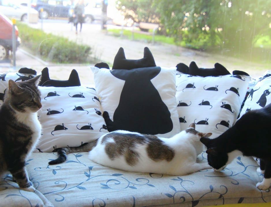 kocia kawiarnia Biały Kot