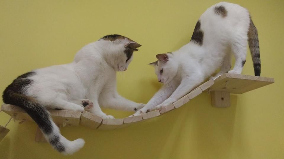 koty w kociej kawiarni Biały Kot