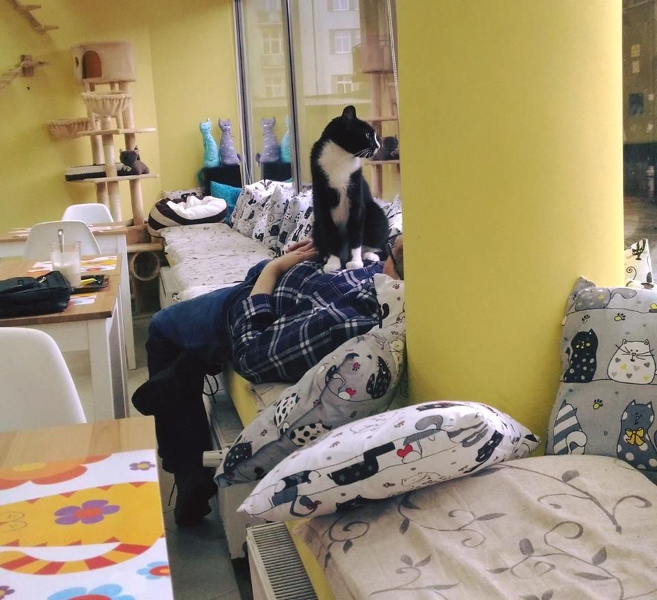 koty w kociej kawiarni Biały Kot