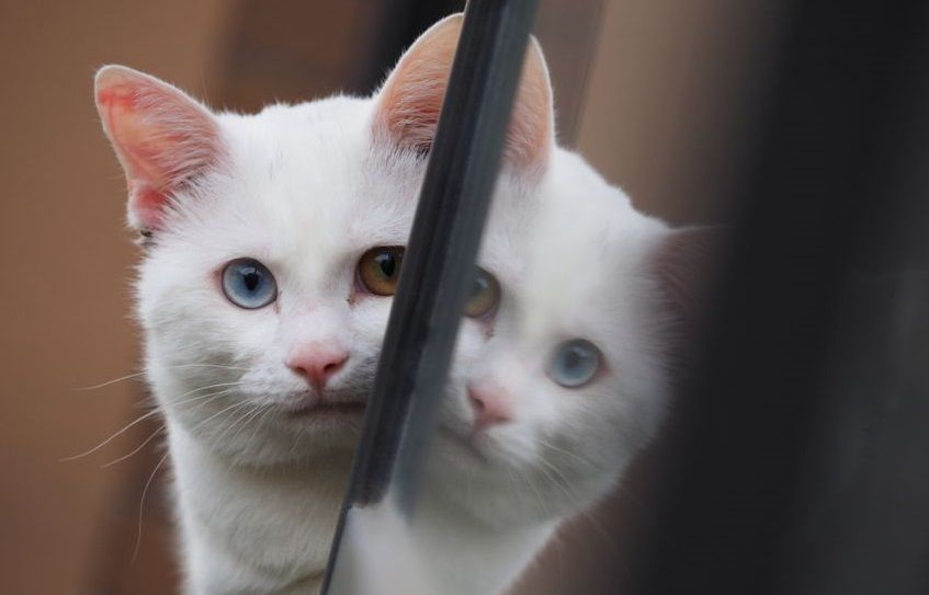 biały kot neko zamurai