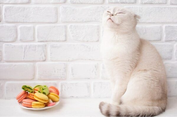 Ksylitol dla kota to zły pomysł.