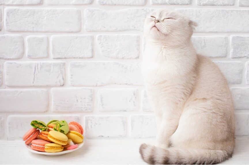 Ksylitol dla kota to zły pomysł.