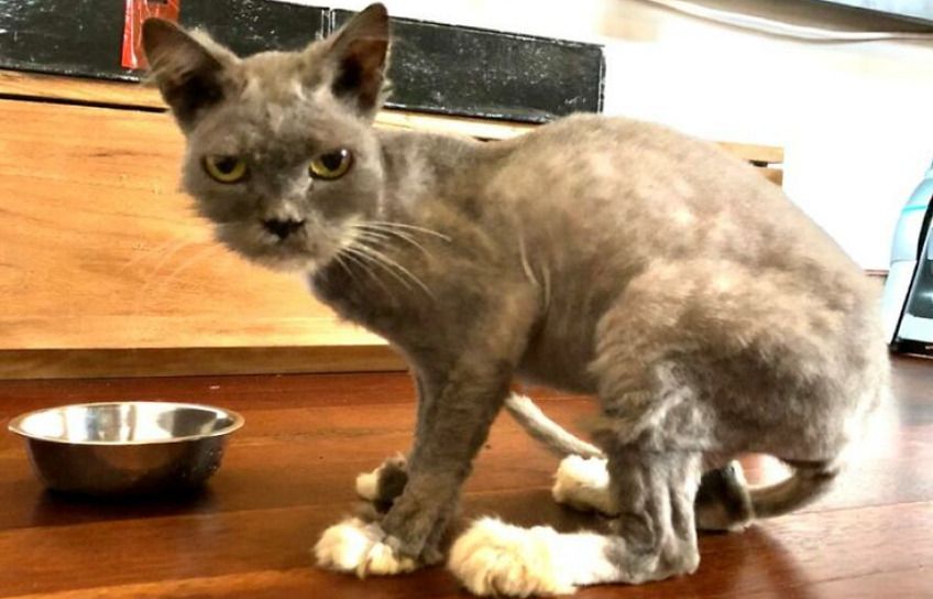 Uratowana kotka, o której dziś opowiemy ma na imię Billie Blue. Ta mruczka to uosobienie dziesięciu lat smutnego, kociego życia, które właśnie rozpoczyna się na nowo! Poznajcie jej historię.