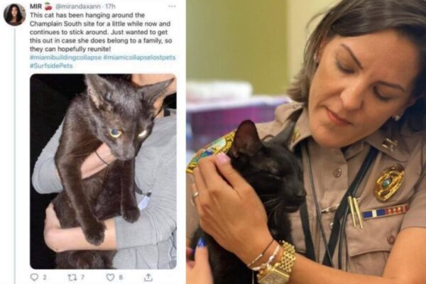 Binx - kot przeżył upadek z 9 piętra