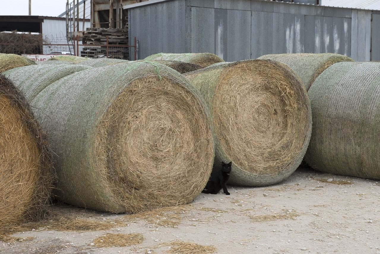 czarny kot na wsi siedzi przy belce ze słomą