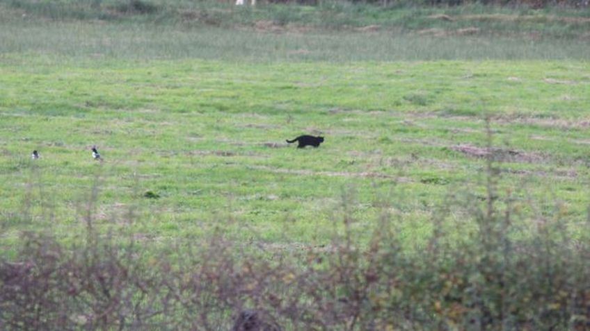 czarna pantera w Szkocji