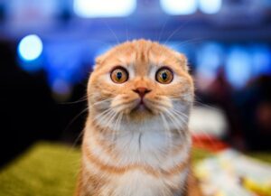 błędy w opiece nad kotem