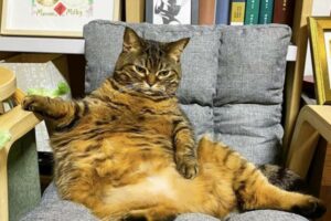 kot, który wygląda jak garfield