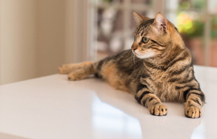 brązowy pręgowany kot