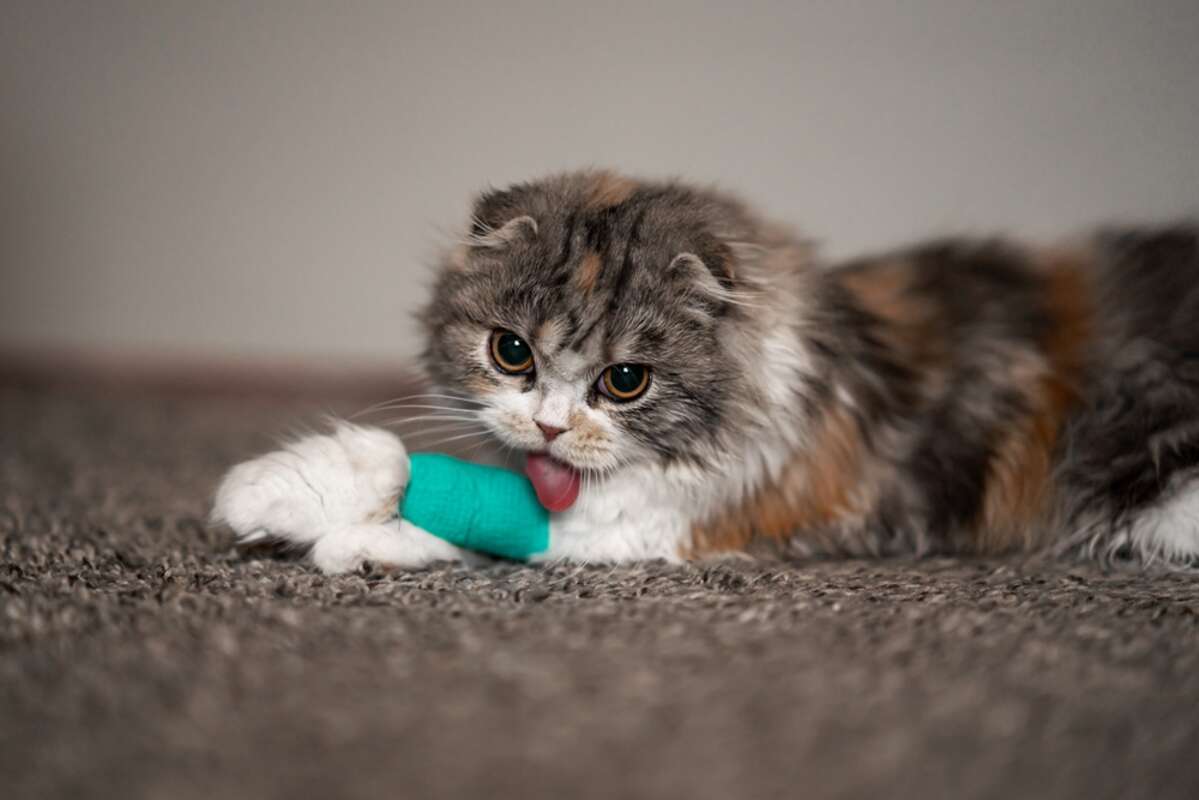 by kot nie lizał rany