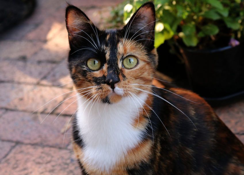 calico