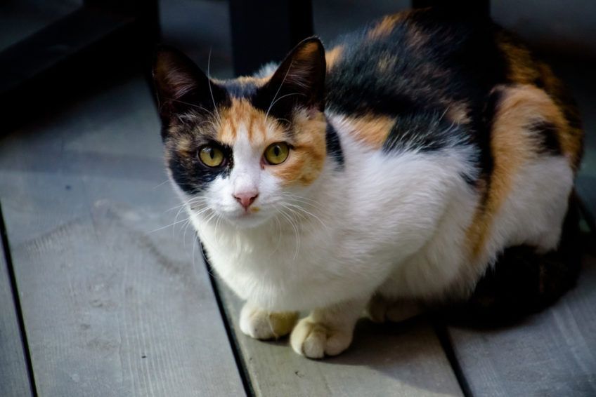 szylkretka z białym