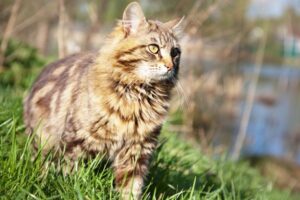 kot uratowany z wody