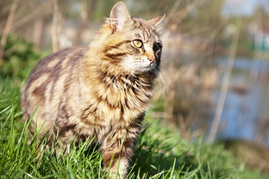 kot uratowany z wody