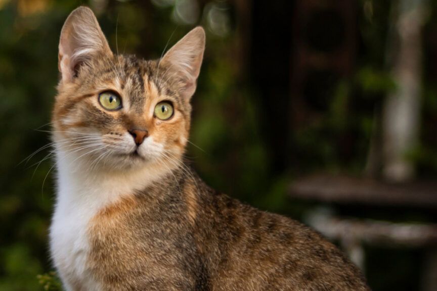 kto strzela do kotów?