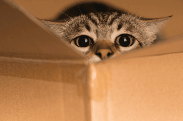 przygody kotów w domu