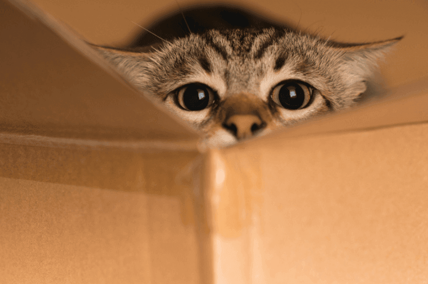 przygody kotów w domu