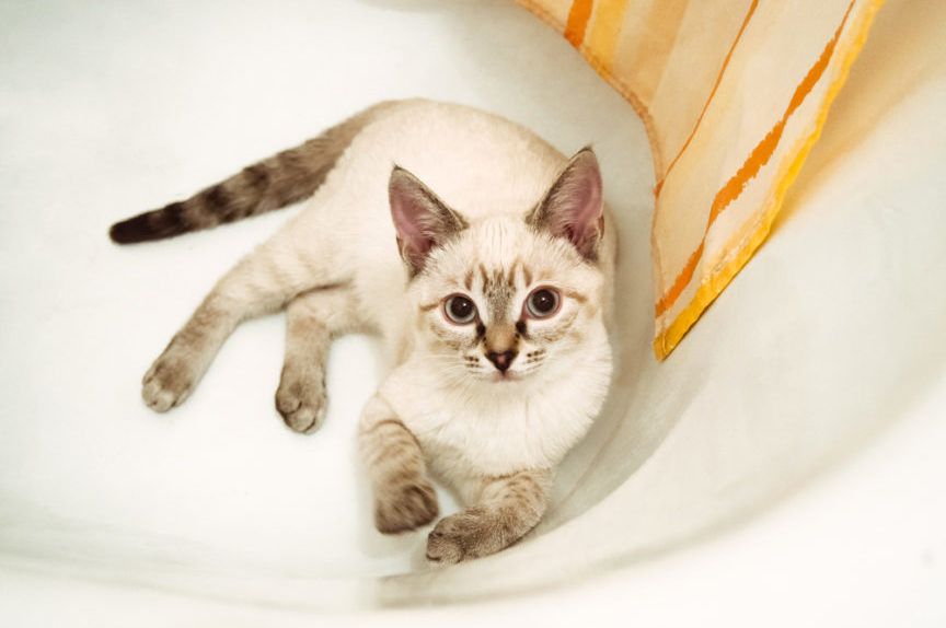 Dlaczego koty wchodzą do wanny