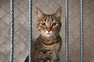 Kot kradnie ubrania sąsiadów podczas kwarantanny.