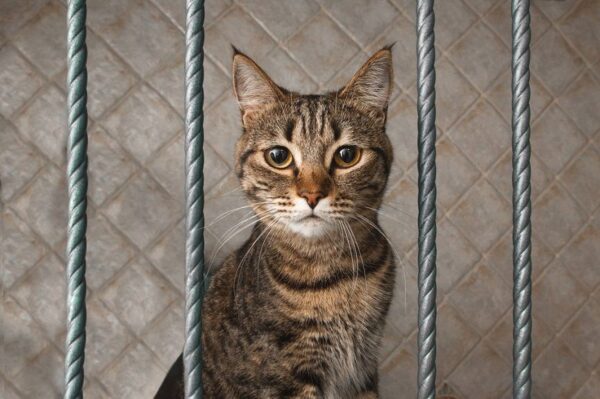 Kot kradnie ubrania sąsiadów podczas kwarantanny.