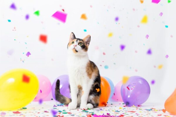 tak się bawią koty