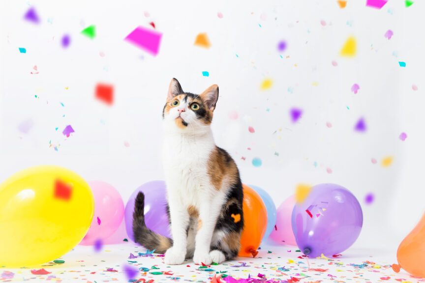 tak się bawią koty