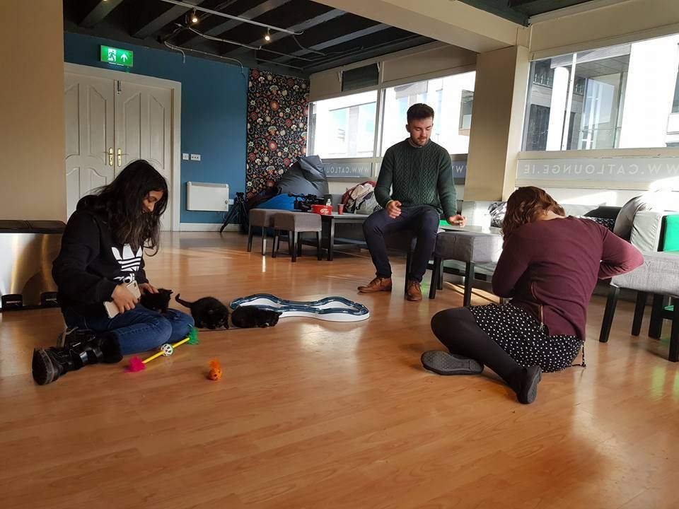 koci salon w dublinie