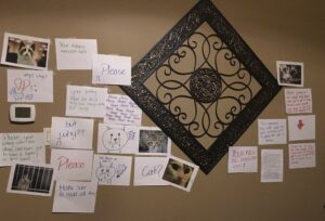 Nie chcieli pozwolić córce na kota