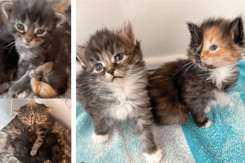 Apricot, Pickle, przybrane mamy ze swoimi miotami