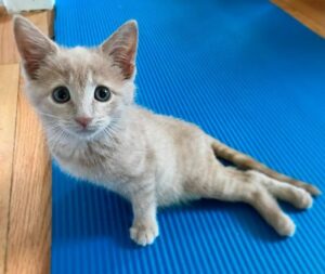 sparaliżowany kot Chloe