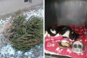 choinka spadła na kota