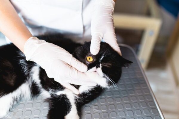 niereówne źrenice u kota