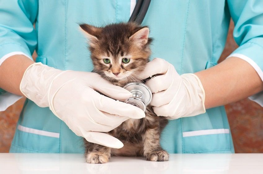 chore serce jak leczyć kota-min.jpg